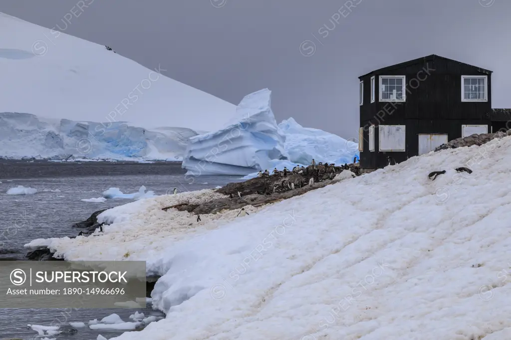 Gentoo penguin colony, blue icebergs and glacier, Chilean Gonzalez Videla Station, Waterboat Point, Paradise Bay, Antarctica, Polar Regions