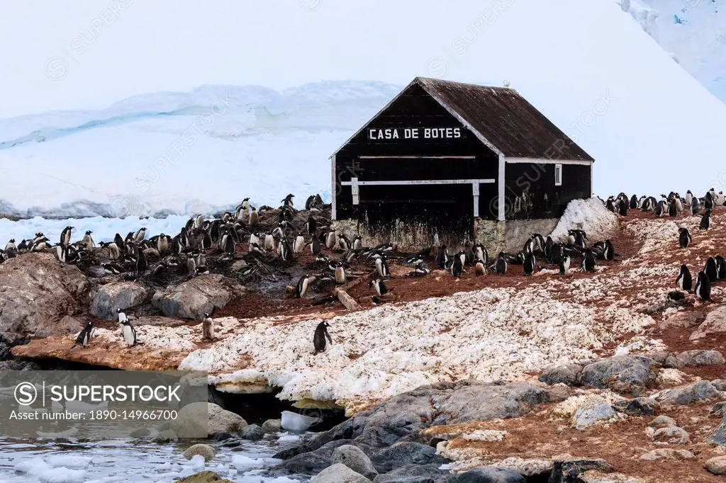Gentoo penguin (Pygoscelis papua) colony, boat hut of Chilean Gonzalez Videla Station, Waterboat Point, Paradise Bay, Antarctica, Polar Regions