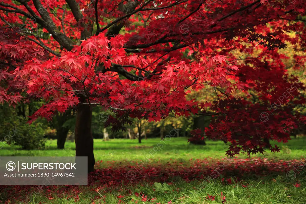 Autumn colours, Westonbirt Arboretum, Gloucestershire, England, United Kingdom, Europe