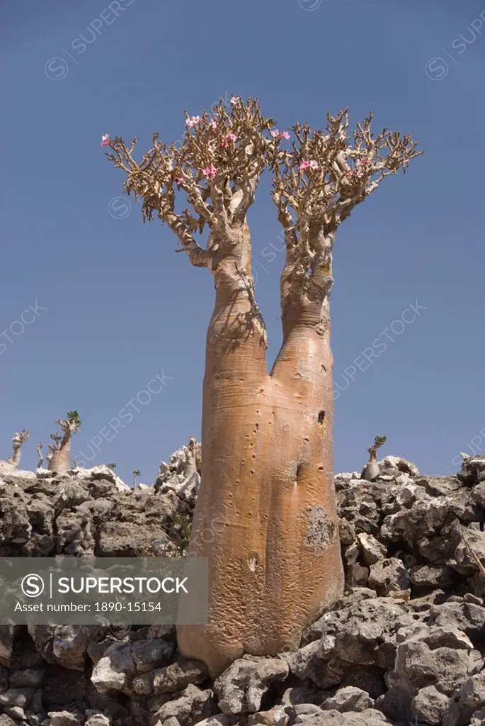 Union Rustic Bottle Tree - Endemic Of Socotra Island On Canvas Print