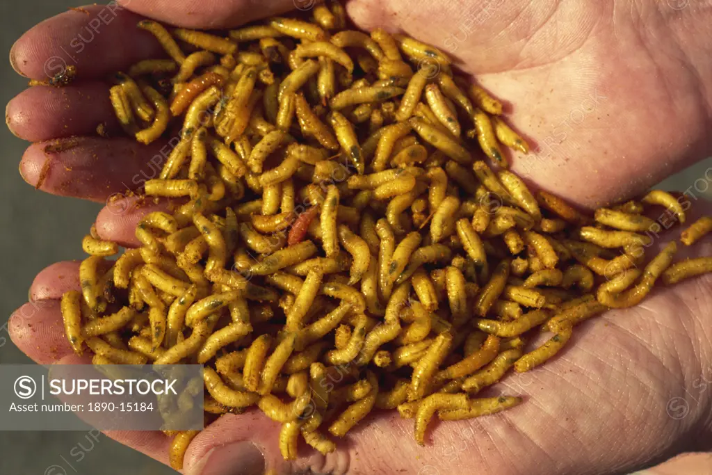 Maggots for fishing bait, bred on maggot farm, dyed yellow by dye added to offal feed, Nottingham, Nottinghamshire, England, United Kingdom, Europe