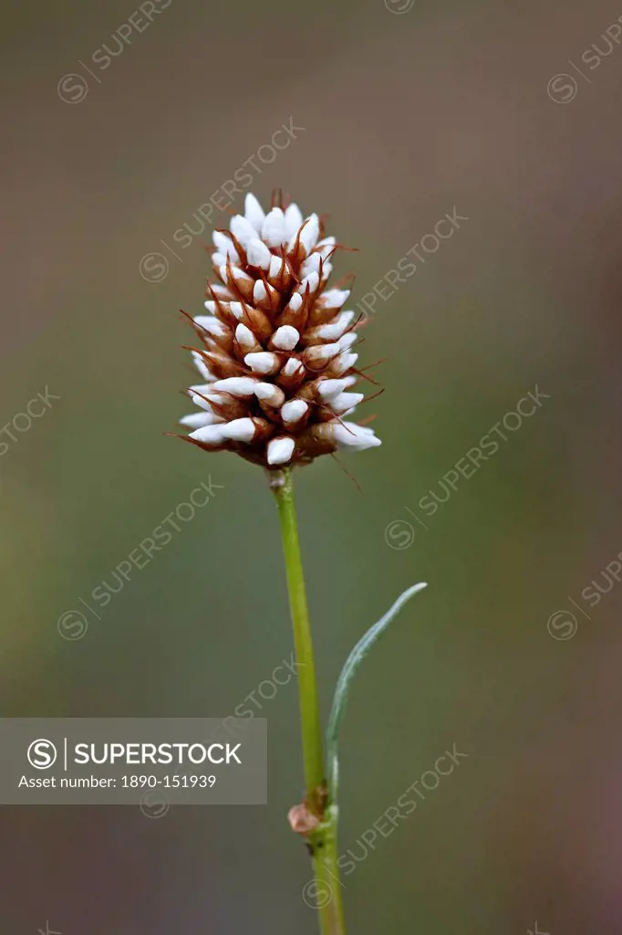 American bistort Western bistort smokeweed mountain meadow knotweed Polygonum bistortoides Bistorta bistortoides, Gunnison National Forest, Colorado, ...