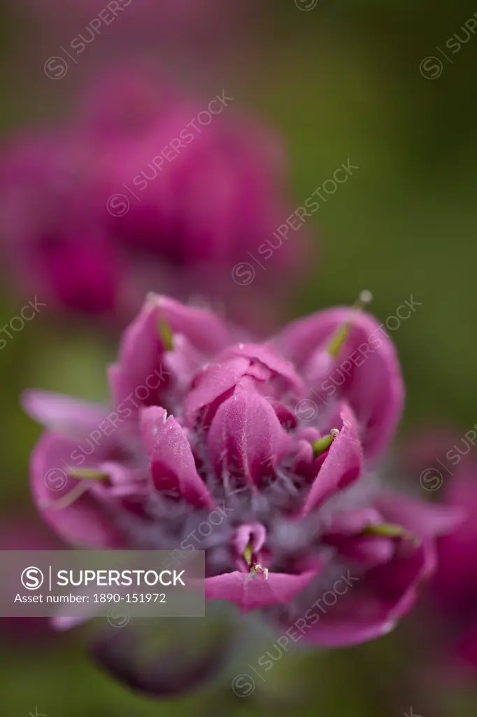 Rosy paintbrush split_leaf Indian paintbrush spliteaf Indian paintbrush Castilleja rhexifolia, San Juan National Forest, Colorado, United States of Am...