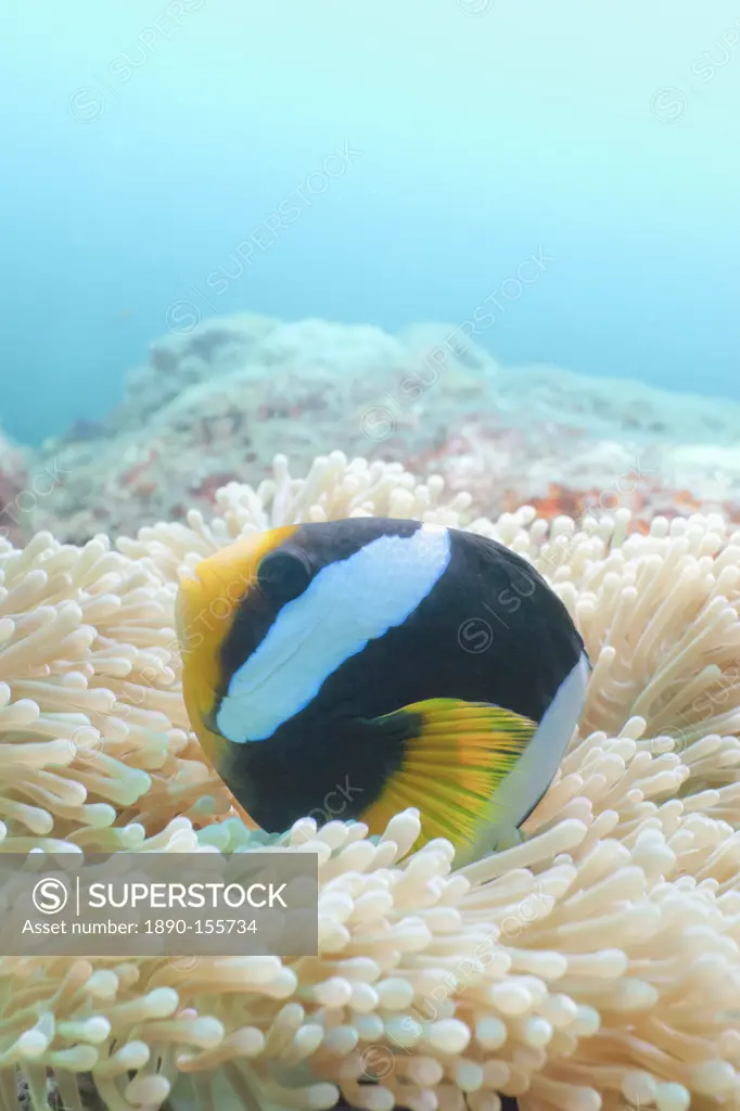 Clark´s Anemonefish Amphiprion clarkii, Southern Thailand, Andaman Sea, Indian Ocean, Asia