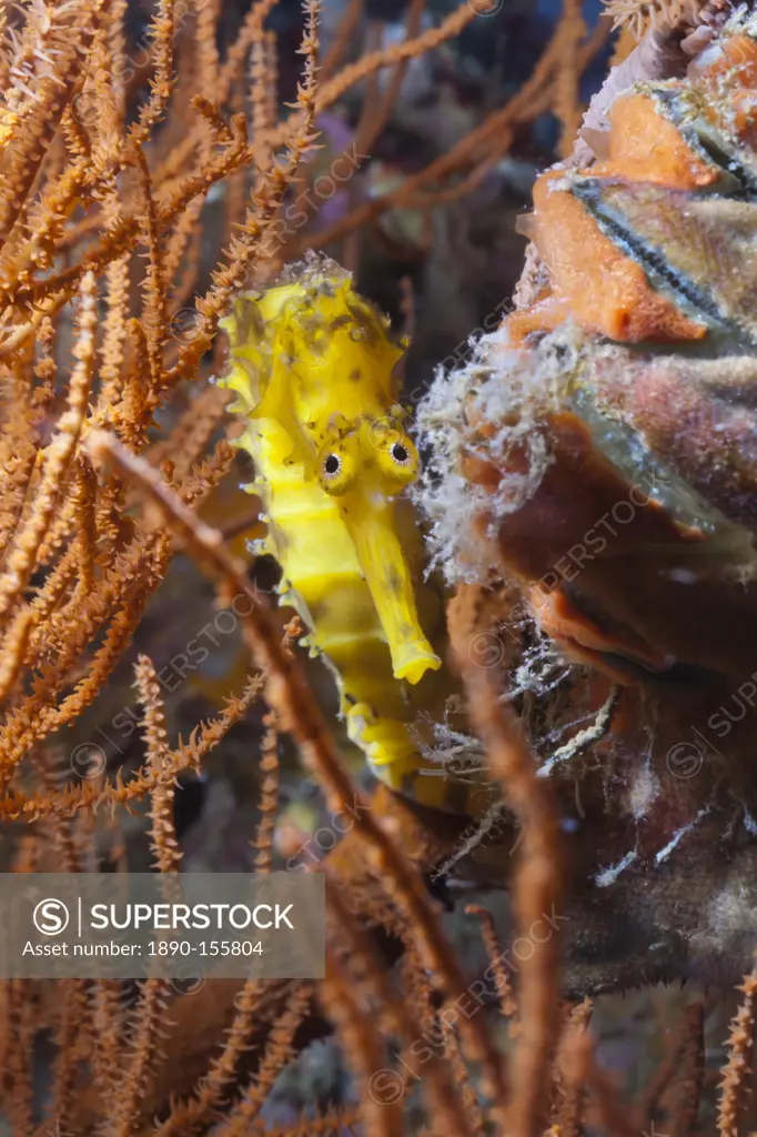 Thorny seahorse Hippocampus hystrix, Southern Thailand, Andaman Sea, Indian Ocean, Southeast Asia, Asia