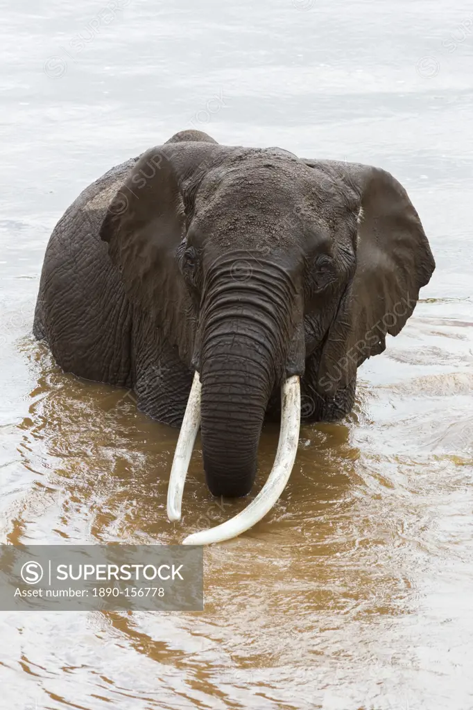 Elephant (Loxodonta africana) in the river, Masai Mara National Reserve, Kenya, East Africa, Africa