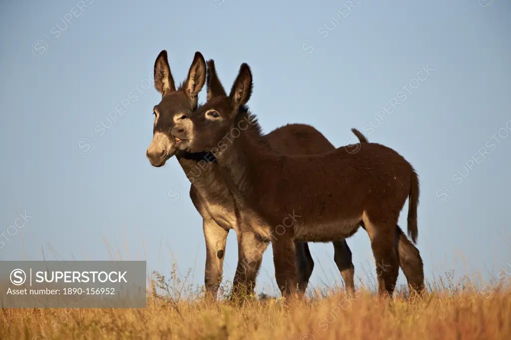 Two young wild burro (donkey) (Equus asinus) (Equus africanus asinus) playing, Custer State Park, South Dakota, United States of America, North Americ...