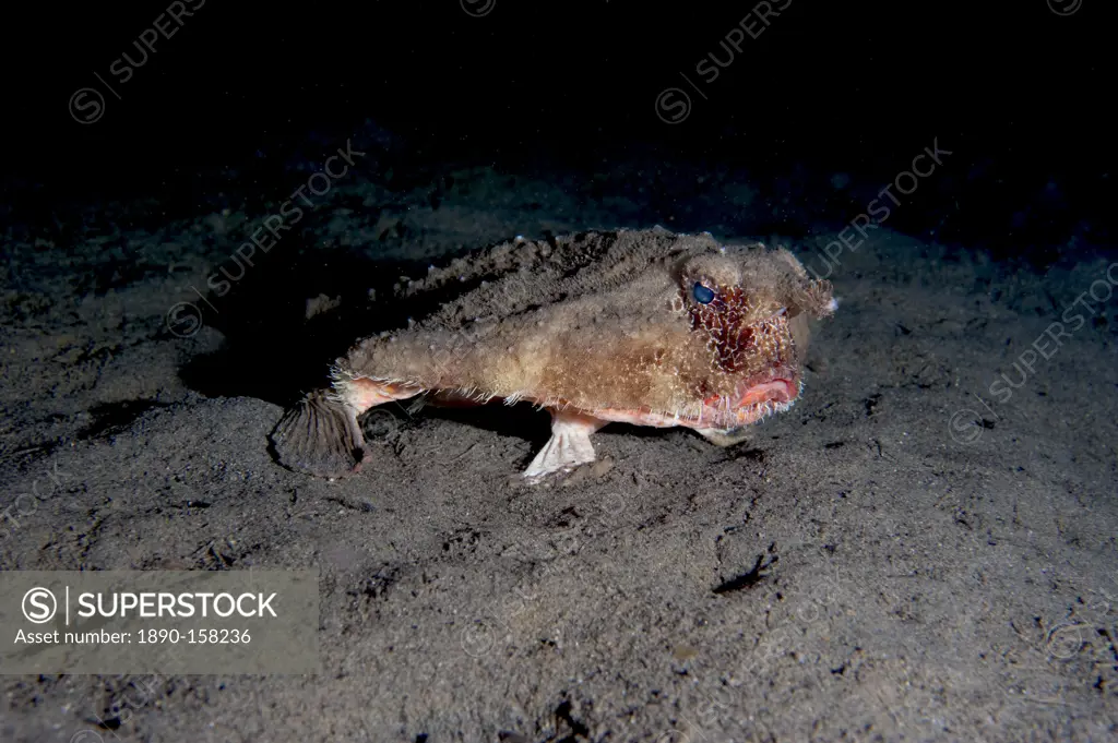 A rare longnose walking batfish (Ogcocephalus corniger) that usually lives at depths to 300m, Dominica, West Indies, Caribbean, Central America