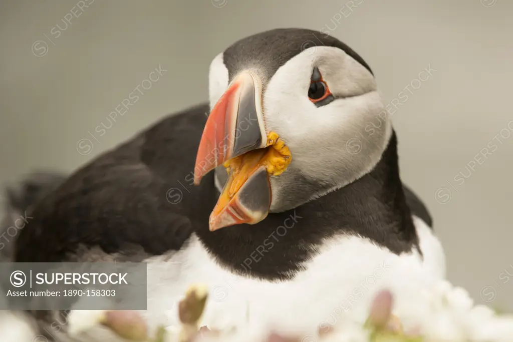 Puffin with gaping beak, Wales, United Kingdom, Europe