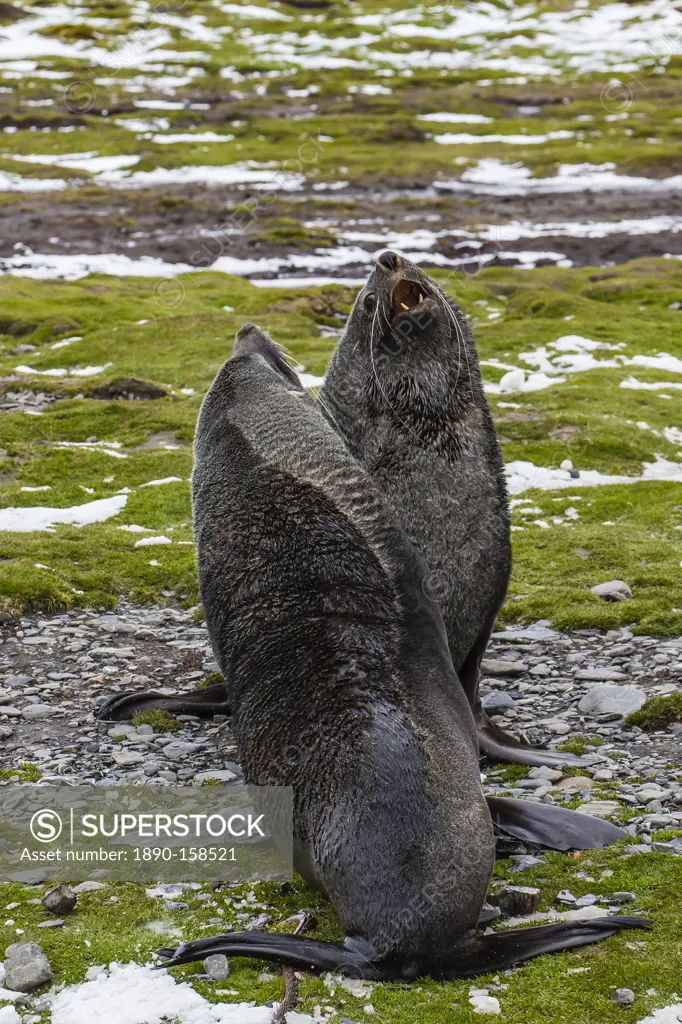 Antarctic fur seal (Arctocephalus gazella) bulls establishing mating territories at the abandoned Stromness Whaling Station, South Georgia Island, Sou...