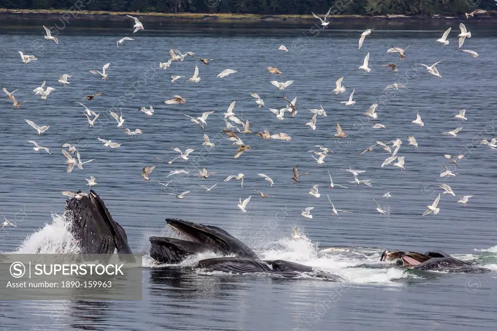 Adult humpback whales (Megaptera novaeangliae) co-operatively bubble-net feeding, Snow Pass, Southeast Alaska, United States of America, North America