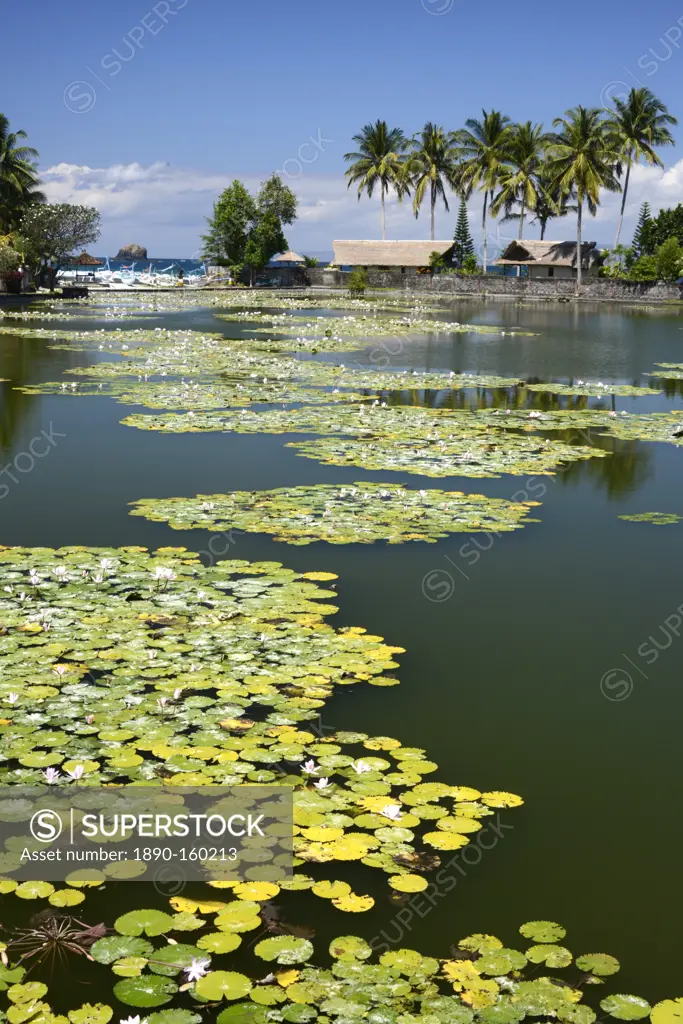 Lily pond, Candi Dasa, Bali, Indonesia, Southeast Asia, Asia