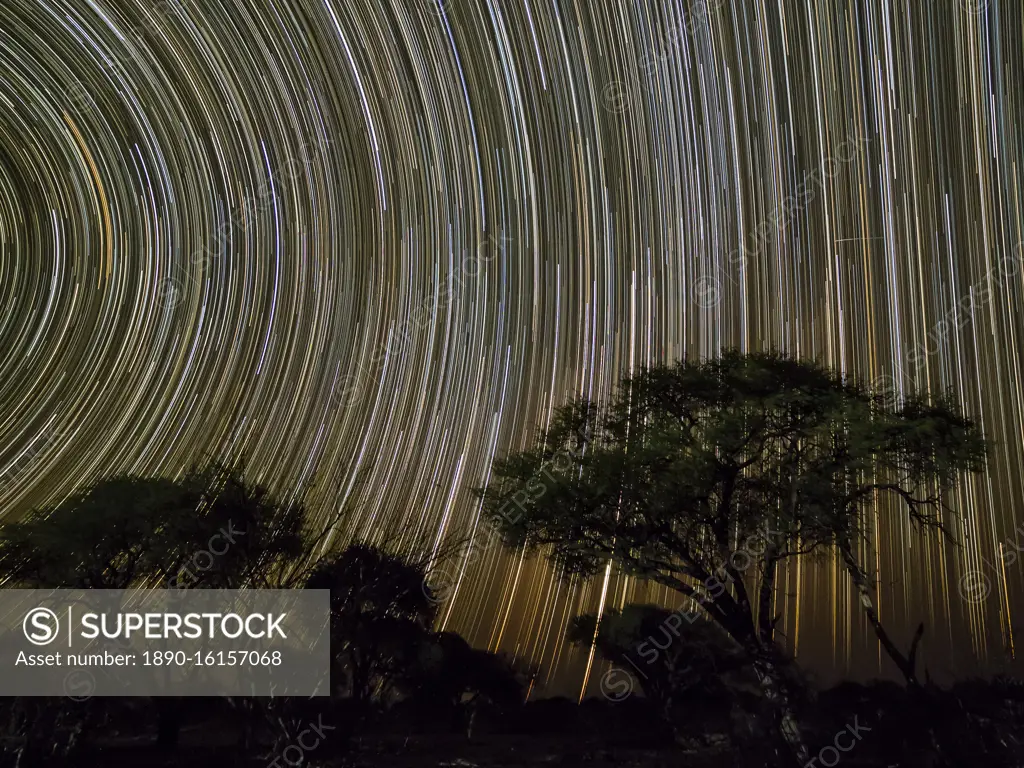 The milky way over acacia trees at night in the Okavango Delta, Botswana, Africa