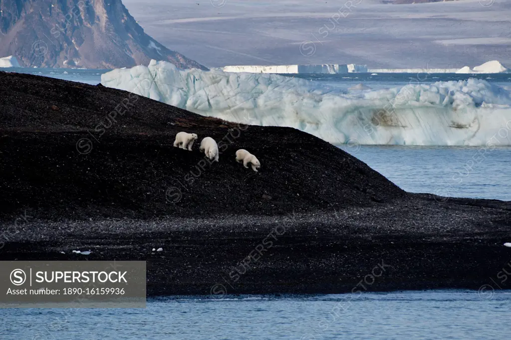 Polar bear mother and cubs walking over black glacier eroded soil, Nunavut and Northwest Territories, Canada, North America