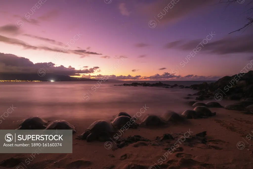 Greenback turtles (Chelonia mydas) on Baldwin Beach, Maui Island, Hawaii, United States of America, North America