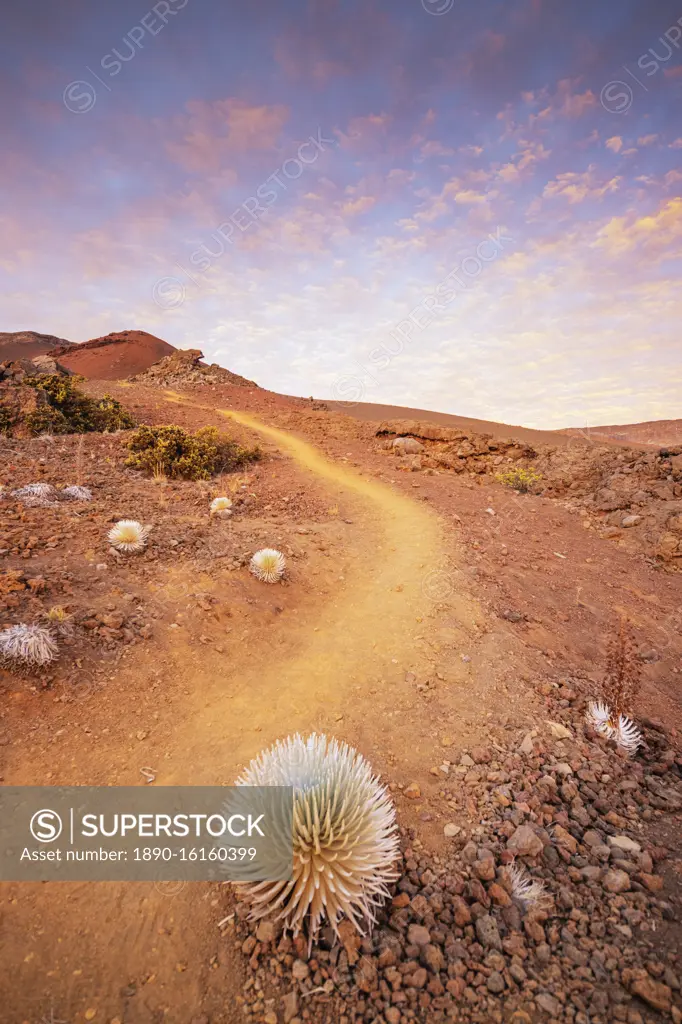 Volcanic landscape, Hawaii silversword (Argyroxiphium sandwicense) endemic, Haleakala National Park, Maui Island, Hawaii, United States of America, North America