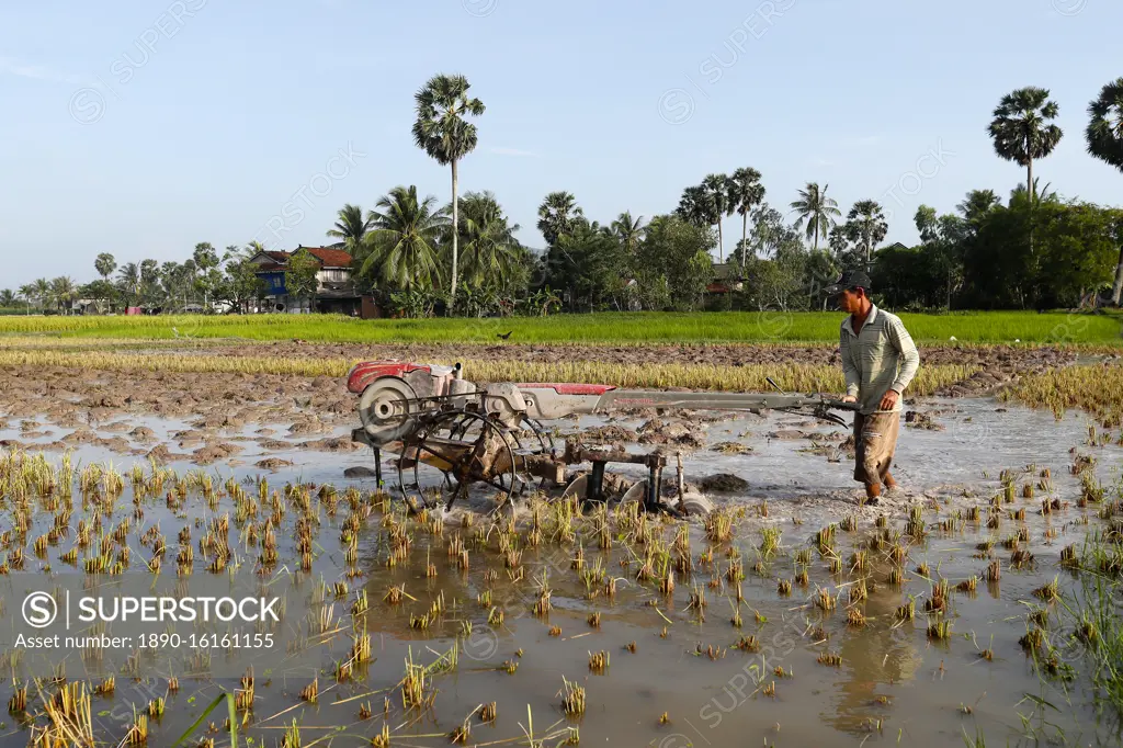 Asian farmer plowing rice field with a tractor, Kep, Cambodia, Indochina, Southeast Asia, Asia