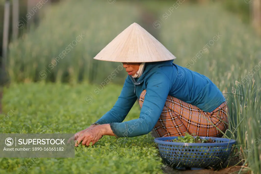 Organic vegetable gardens in Tra Que Village, farmer at work, Hoi An, Vietnam, Indochina, Southeast Asia, Asia