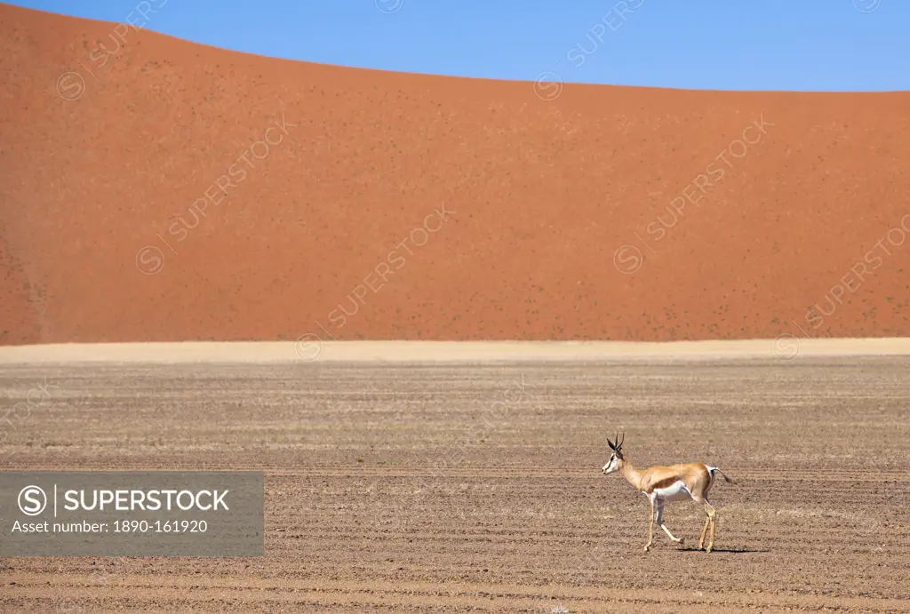 Springbok and orange sand dune in the ancient Namib Desert near Sesriem, Namib Naukluft Park, Namibia, Africa