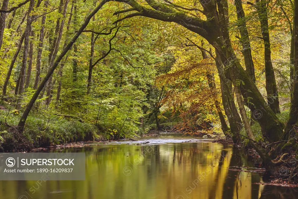 An autumn scene in ancient beech and oak woodland along the banks of the River Teign, in Dartmoor National Park, Devon, England, United Kingdom, Europe