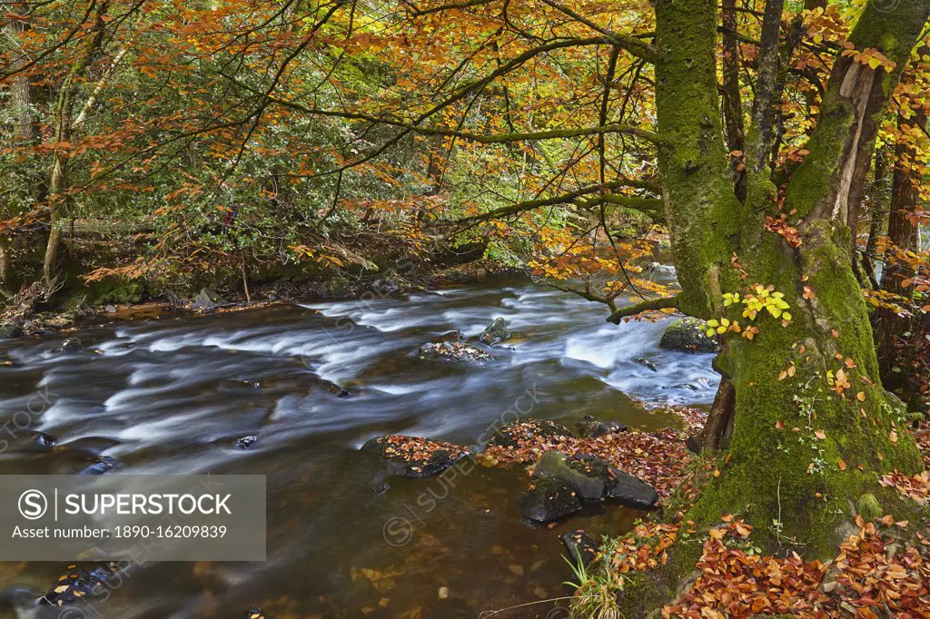 An autumn scene in ancient beech and oak woodland along the banks of the River Teign, in Dartmoor National Park, Devon, England, United Kingdom, Europe