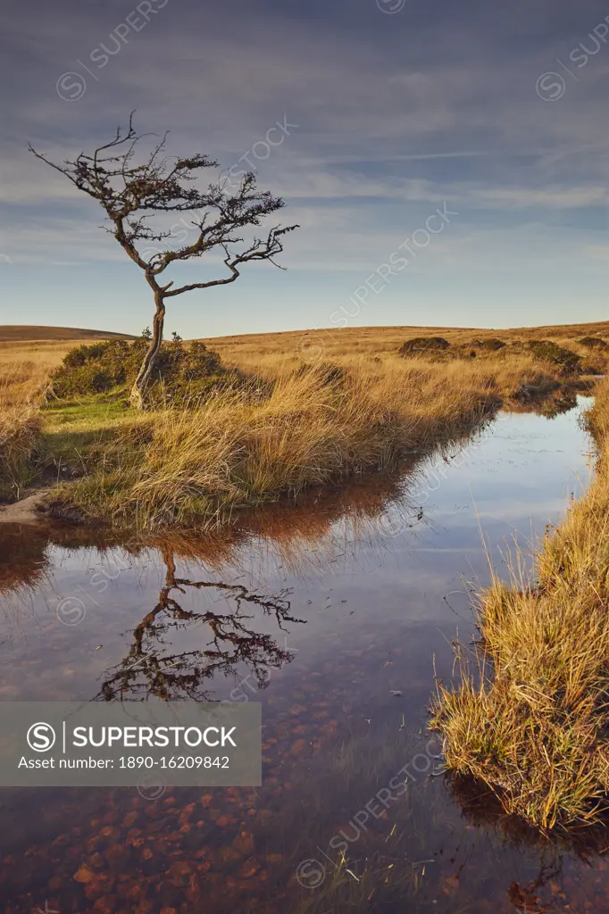 Marshland on the high rugged moors of Dartmoor National Park in evening sunlight, Gidleigh Common, near Chagford, Devon, England, United Kingdom, Europe