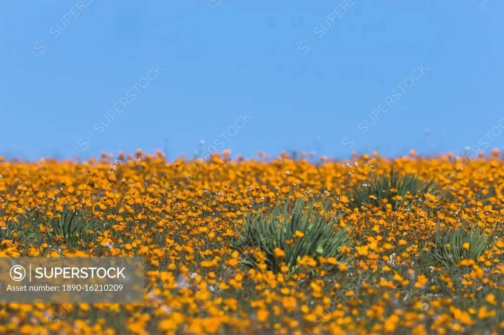 Carpet of orange glossy-eyed parachute-daisies (Ursinia cakilefolia), Skilpad, Namaqua National Park, South Africa, Africa