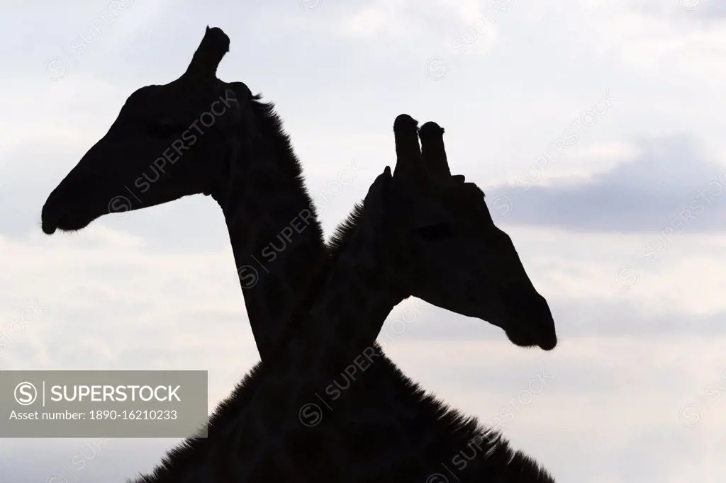 Giraffe (Giraffa camelopardalis) males, Kgalagadi Transfrontier Park, South Africa, Africa