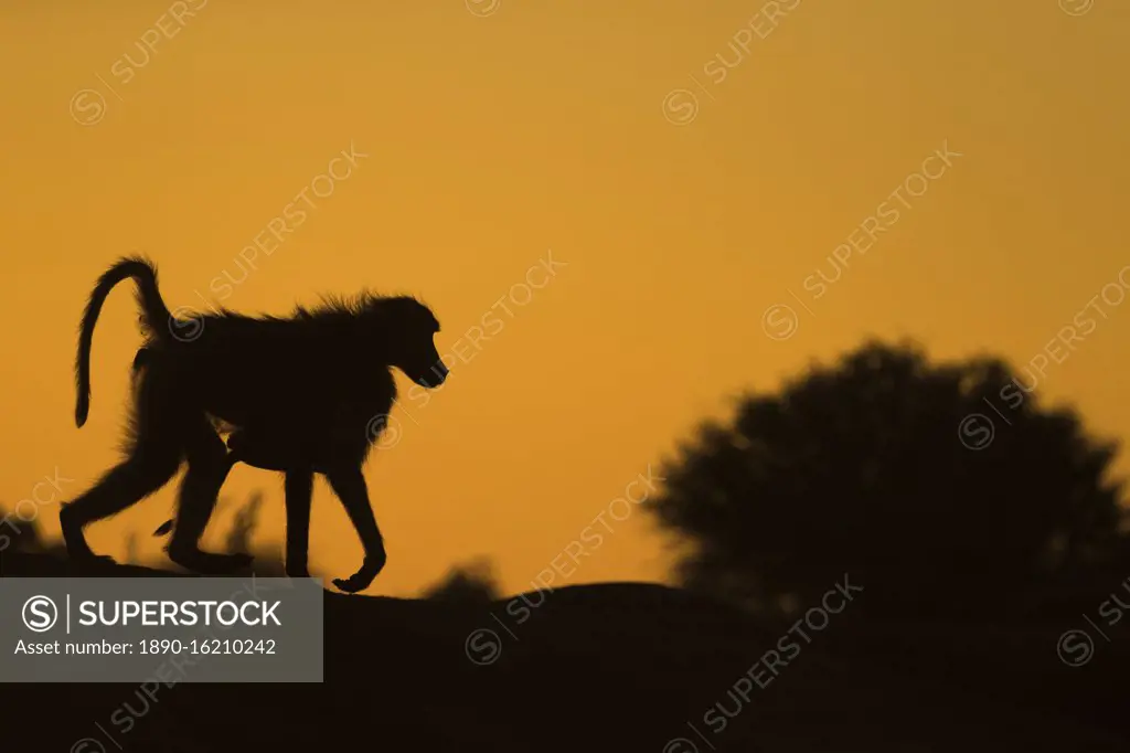 Chacma baboon (Papio ursinus) carrying infant, Mashatu Game Reserve, Botswana, Africa