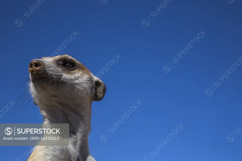 Meerkat (Suricata suricatta), Kgalagadi Transfrontier Park, Northern Cape, South Africa, Africa