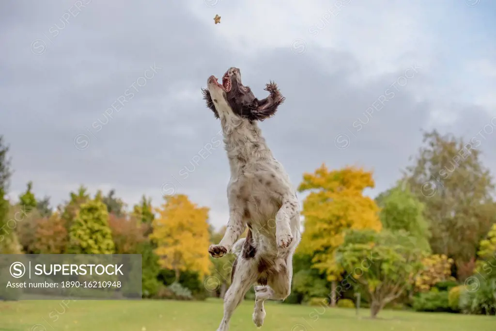 Springer Spaniel catching a treat in mid air, United Kingdom, Europe