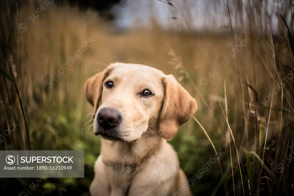 Portrait of a young Golden Labrador sitting in a field, United Kingdom, Europe