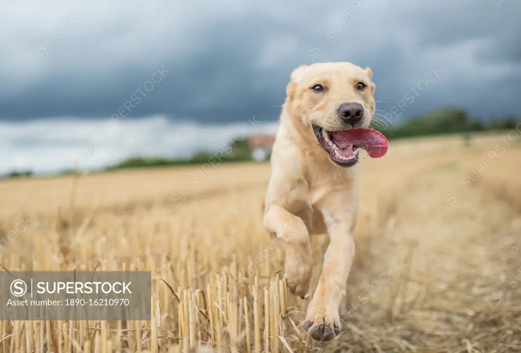 Young Labrador running through a wheat field, United Kingdom, Europe