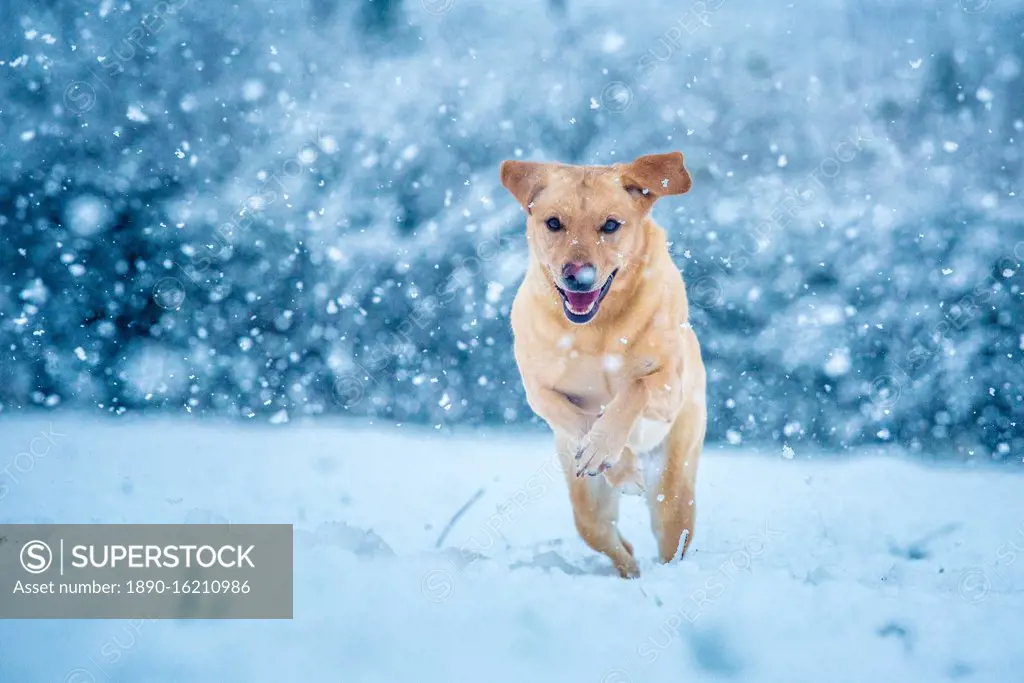 Golden Labrador running through the snow, United Kingdom, Europe