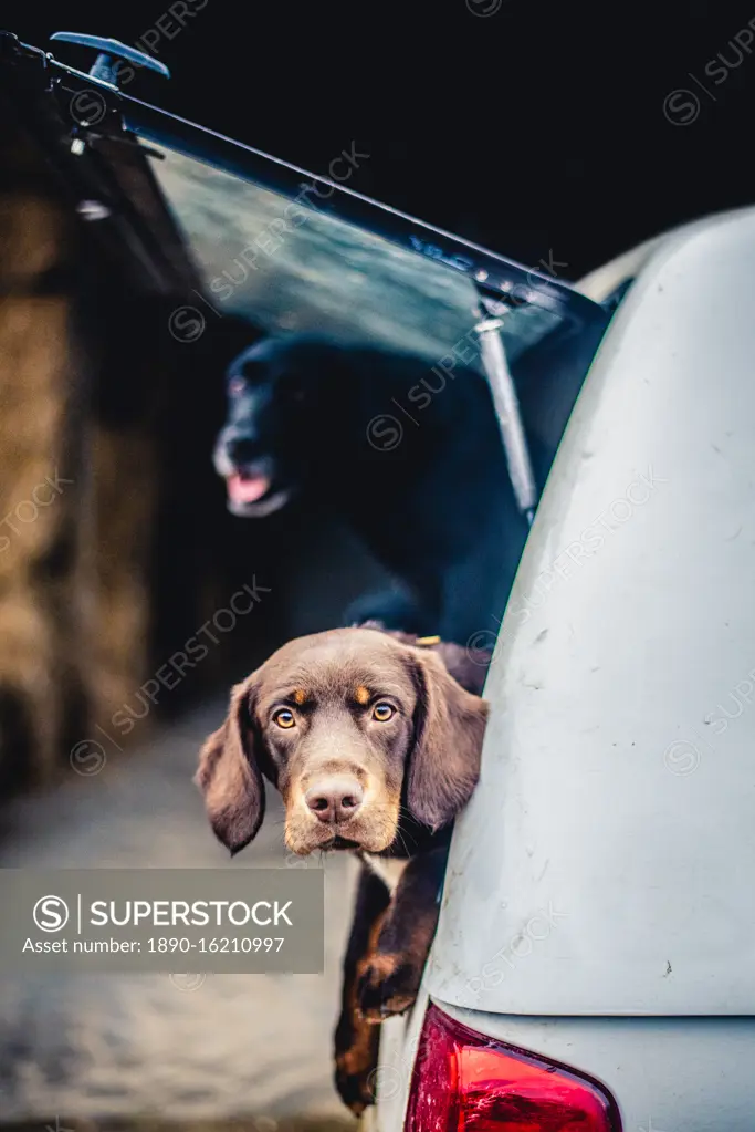 Spaniel with its head poking out of the boot of a car, United Kingdom, Europe