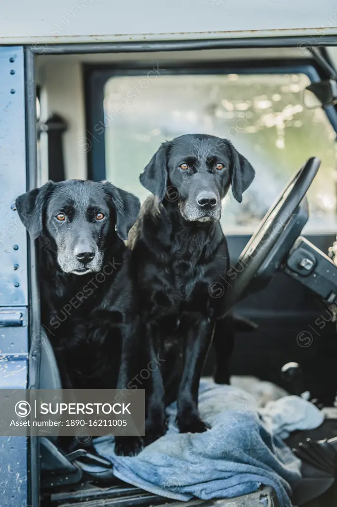 Two black labradors waiting in the front seat of a Land Rover, United Kingdom, Europe