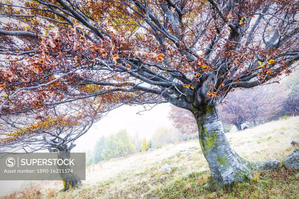 Two trees with orange leaves in the fog, Lombardy, Italy, Europe