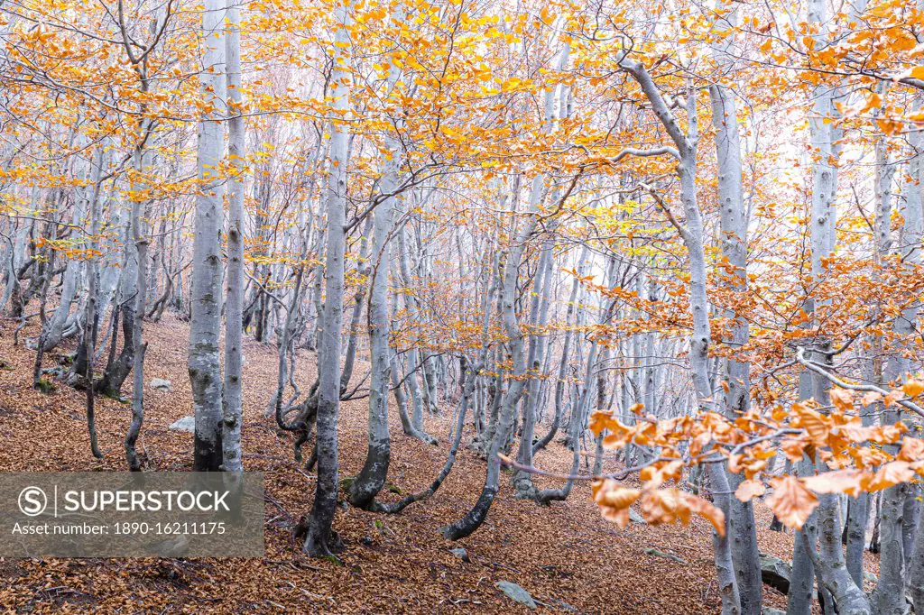 Forest in autumn, Como Lake, Lombardy, Italy, Europe