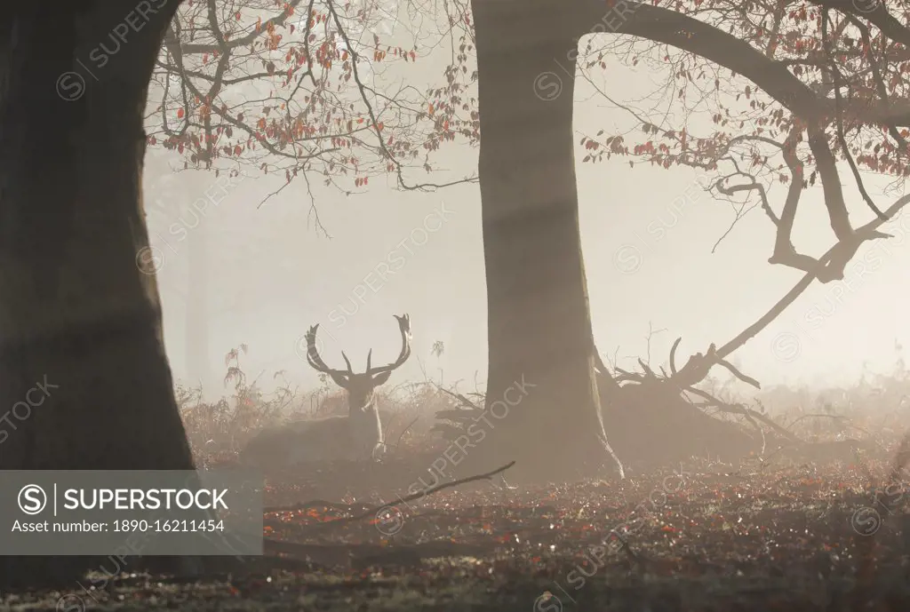 A fallow deer stag (Dama dama) rests in a misty and foggy Richmond Park one winter sunrise, Richmond, Greater London, England, United Kingdom, Europe