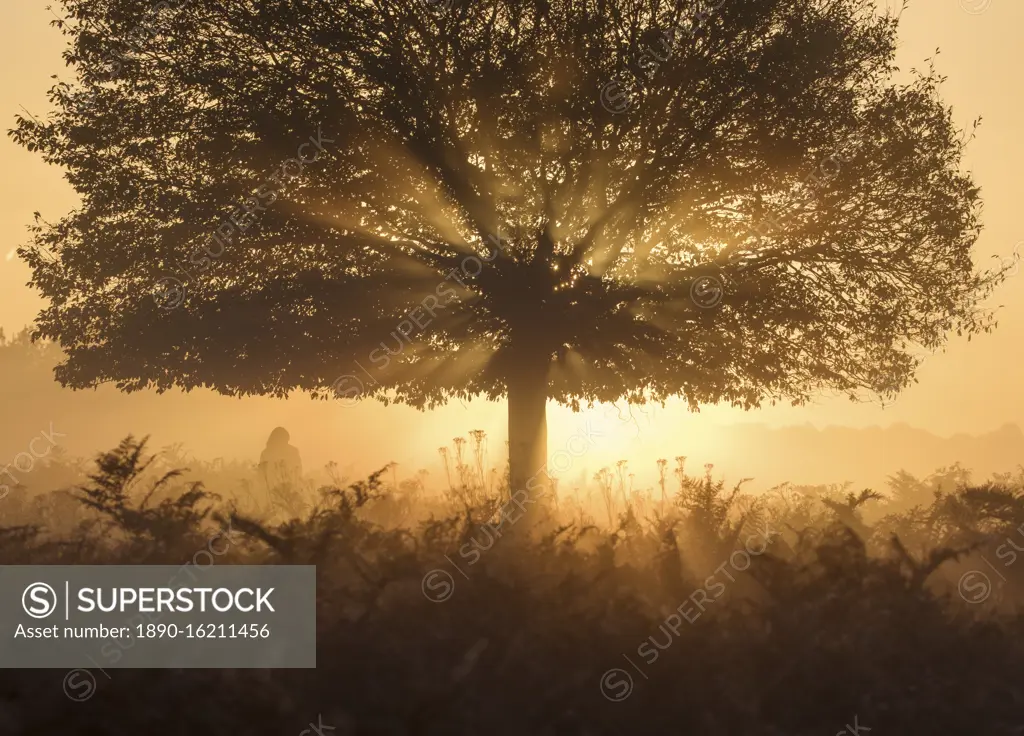 A stunning misty sunrise and light rays one autumn in Richmond Park, Richmond, Greater London, England, United Kingdom, Europe