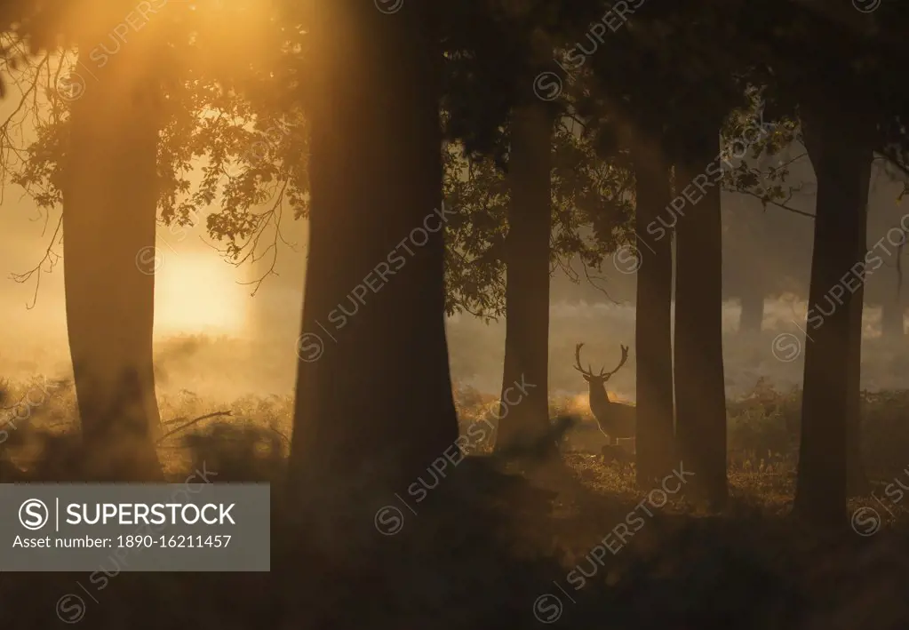 A red deer stag (Cervus elaphus) waits between the trees one stunning misty autumn sunrise in Richmond Park, Richmond, Greater London, England, United Kingdom, Europe