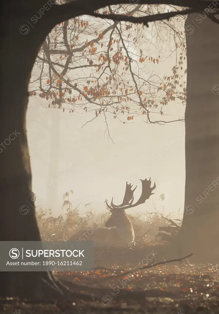 A fallow deer stag (Dama dama) rests in a misty and foggy Richmond Park one winter sunrise, Richmond, Greater London, England, United Kingdom, Europe