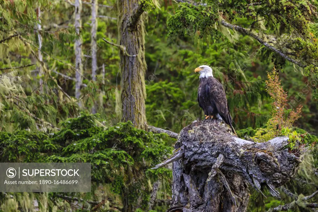 Bald Eagle (Haliaeetus leucocephalus), in a forest setting, Alert Bay, Inside Passage, British Columbia, Canada, North America