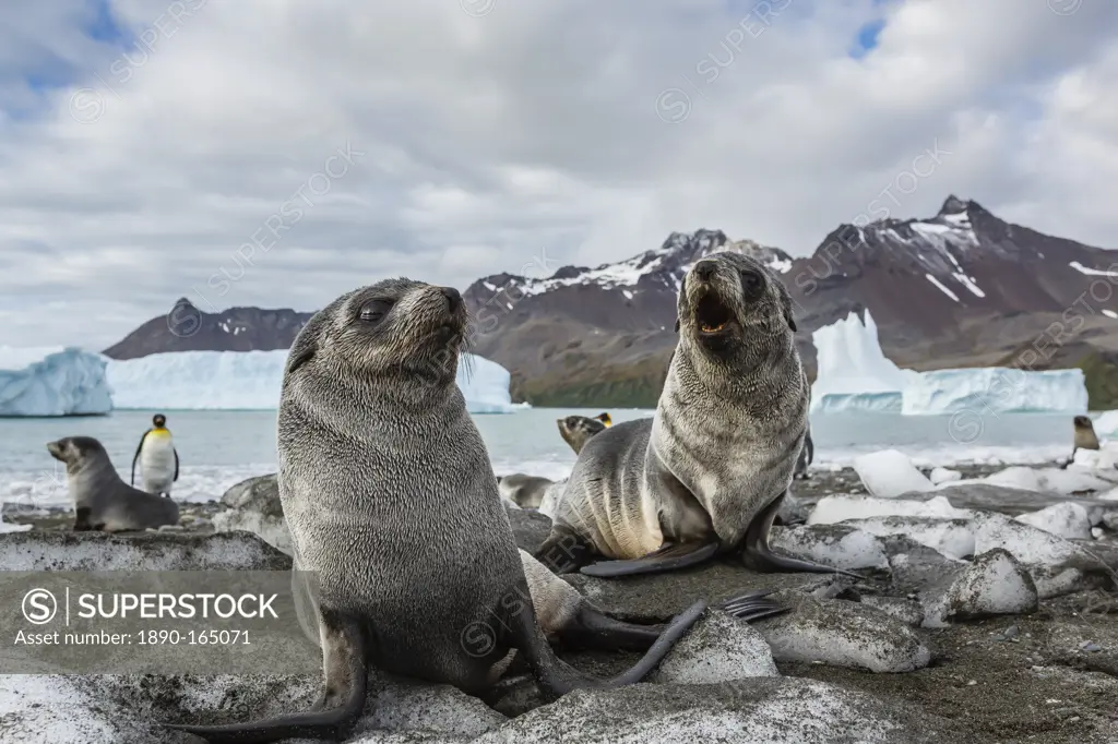 Antarctic fur seal (Arctocephalus gazella) pups on ice at the beach in Fortuna Bay, South Georgia, South Atlantic Ocean, Polar Regions