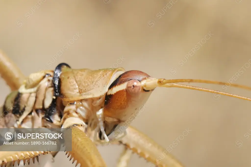 Close up of Balkan sawing cricket (Saga natoliae), the largest predatory insect in Europe, grooming a front foot, Samos, Greece, Europe