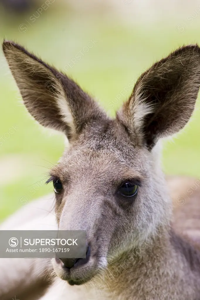 Antilopine Wallaroo, Queensland, Australia