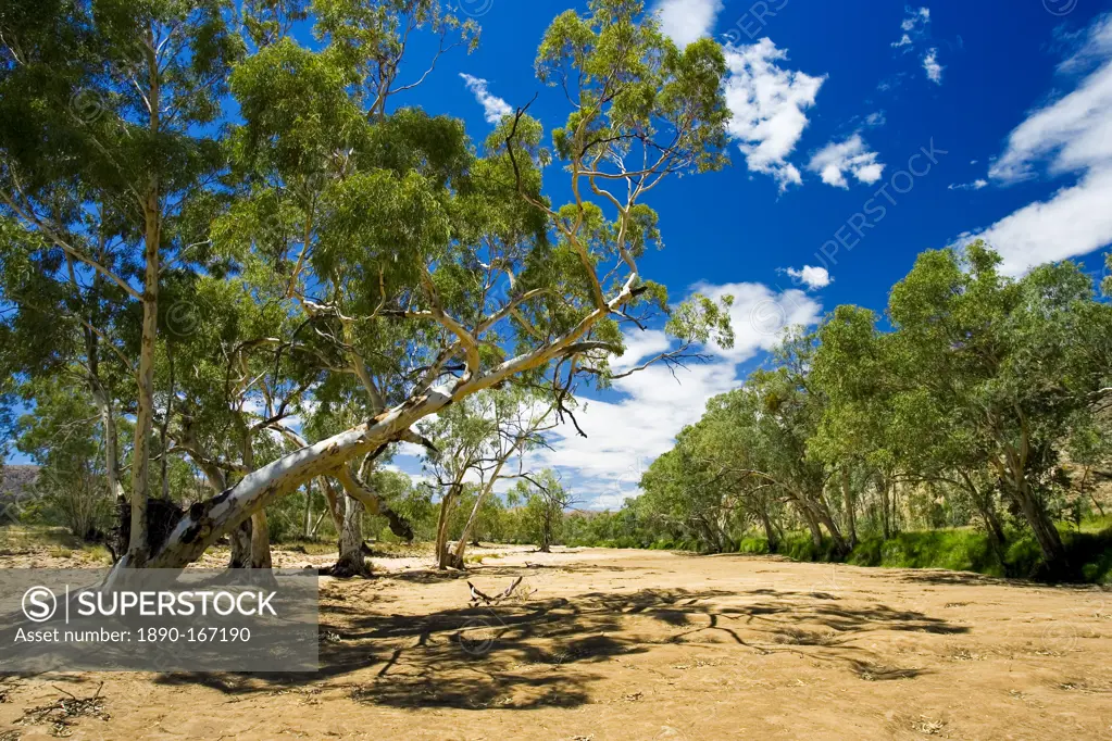 Eucalyptus trees in dried-up Finke River, West Maddonnell National Park, Central Australia