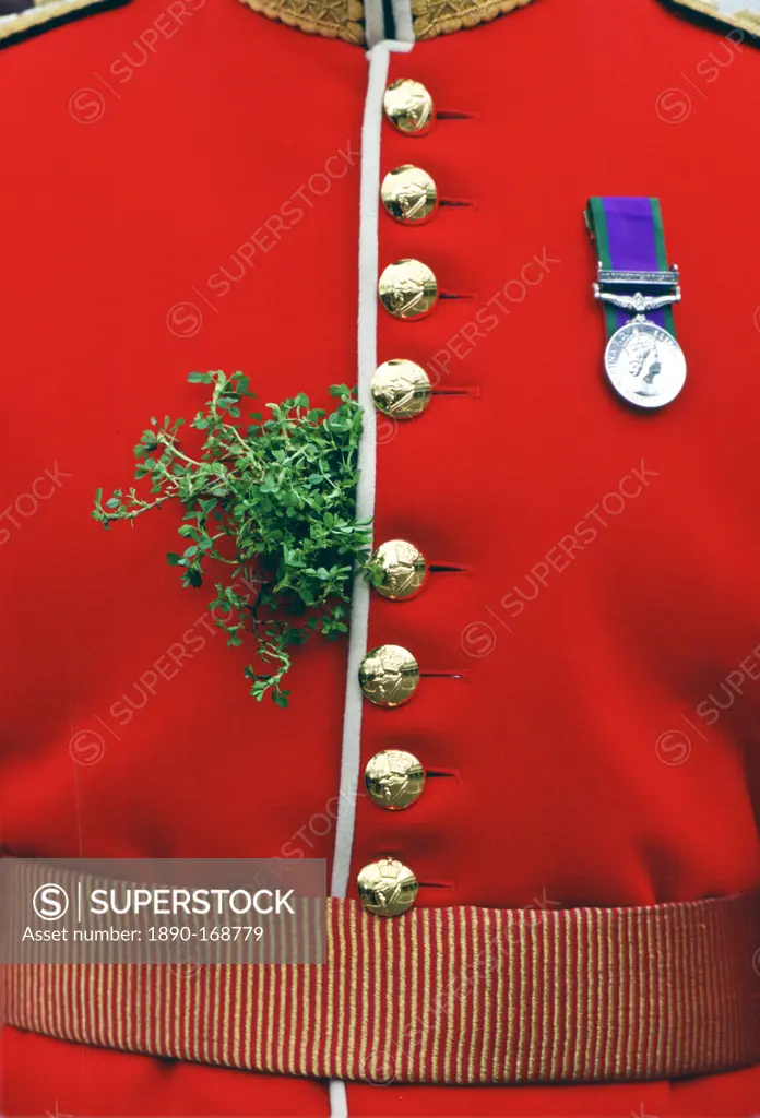 Shamrock worn by a soldier on St. Patrick's Day at Chelsea Barracks, London, United Kingdom.