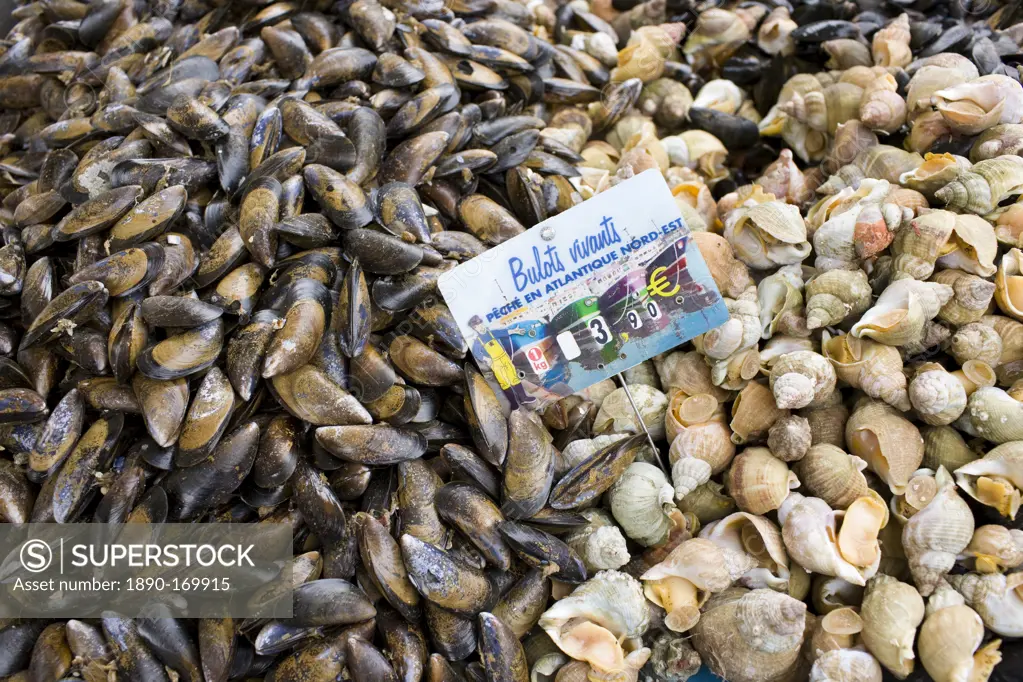 Live Mussels, bulots vivant, and whelks sea snails, on sale at farmers market in Normandy, France