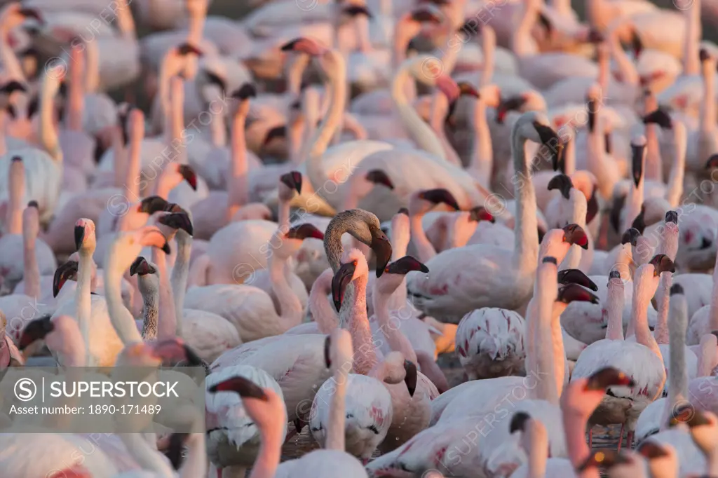 Greater flamingoes (Phoenicopterus ruber) and Lesser flamingoes (Phoenicopterus minor), Walvis Bay, Namibia, Africa